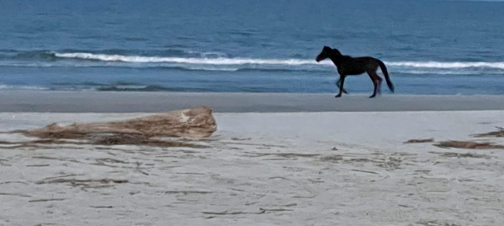 wild horse running free on the beach at cumberland island