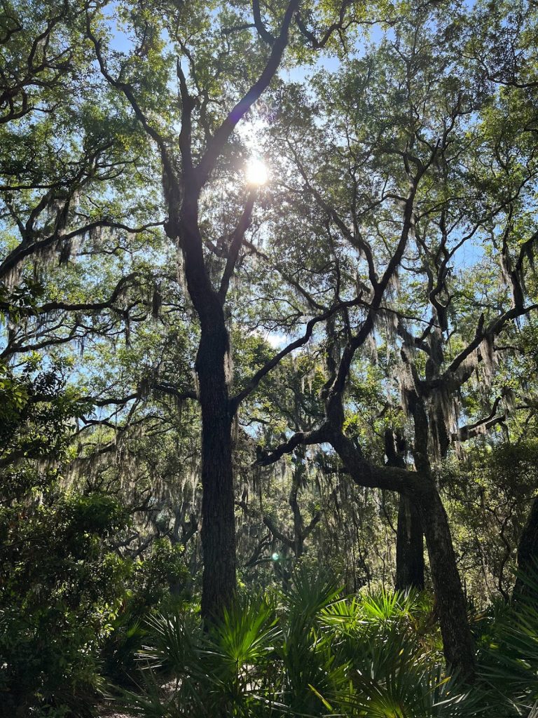 sunshine coming through cumberland island live oak trees. this is definitely island camping for nature lovers