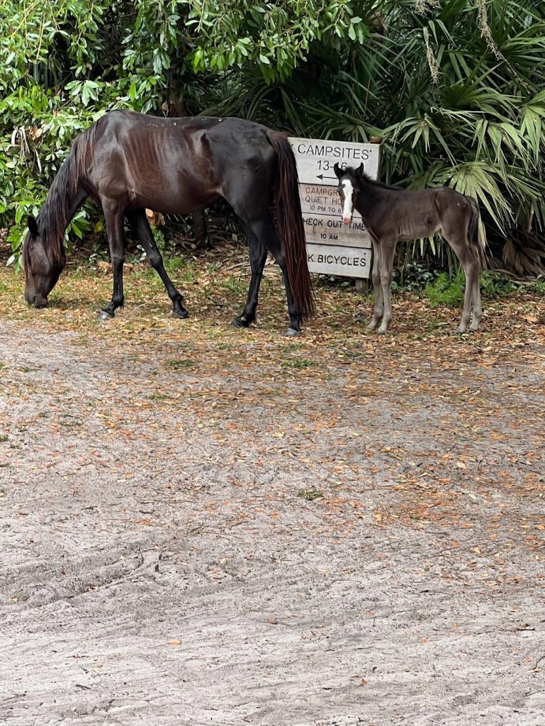 cumberland island has a number of wild horses. Some with their foals