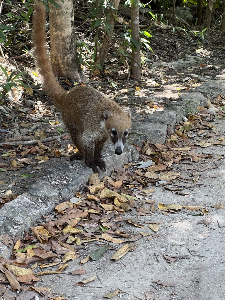 we spotted a wild coati on the walk to el castillo ruins in tulum, mexico