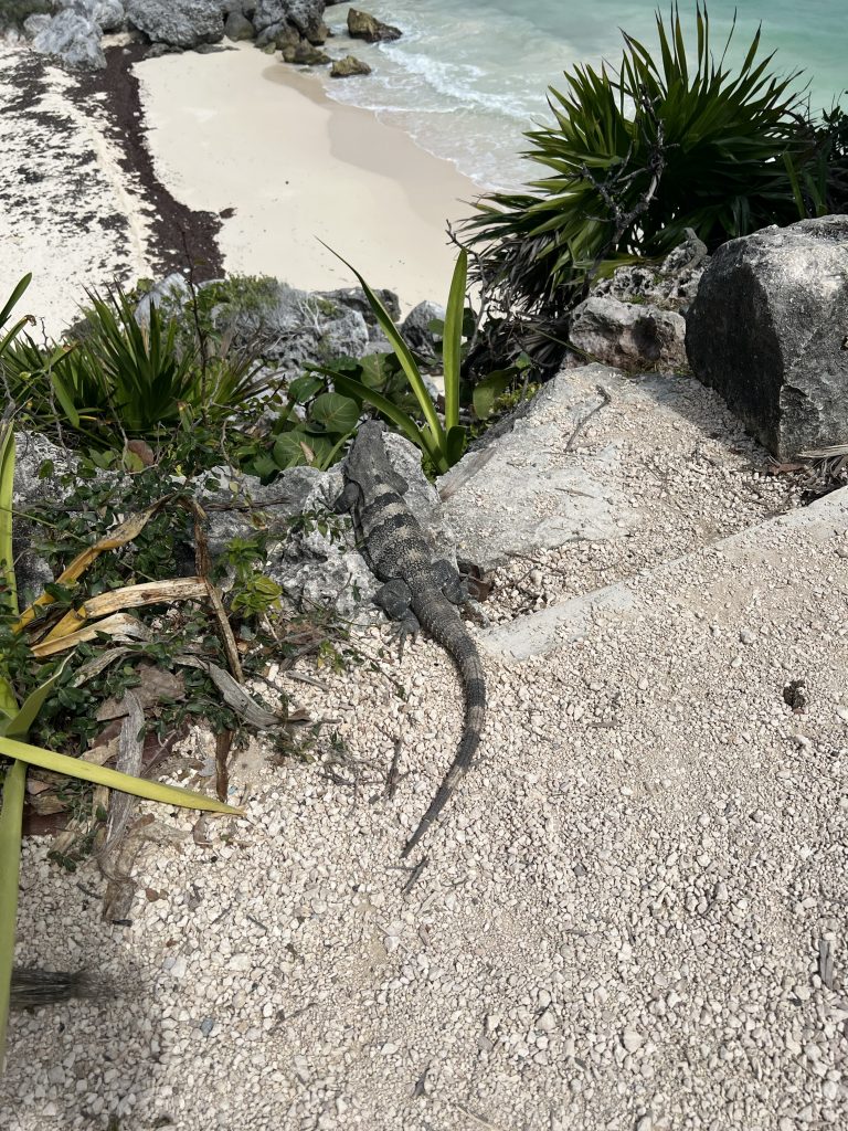 iguanas are easy to spot in tulum, mexico